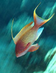 Anthias was taken using slow shutter speed and by "pannin... by Nikki Van Veelen 